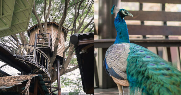 台灣人赴泰國永久免簽！曼谷親子秘境「Thai 灣」有孔雀、陸龜作伴，還有選物咖啡店等你探索（圖：iLady 團隊、FB@Thai灣 - ThaiWan）