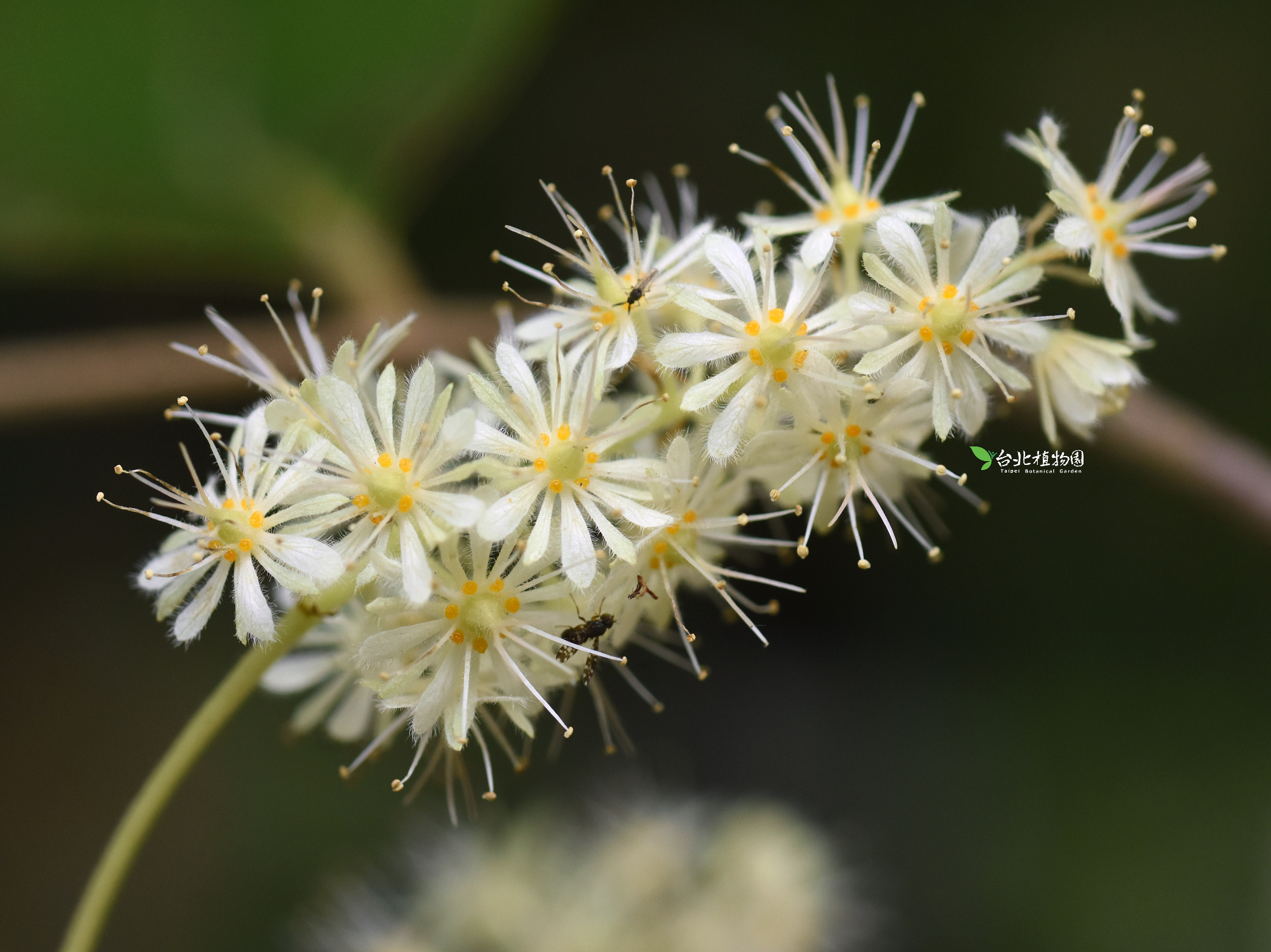 台北植物園一年四季都有不同花種（圖：FB@台北植物園）