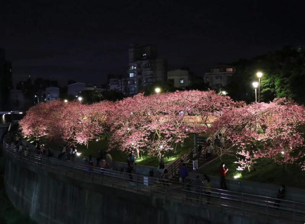 樂活公園內溝溪步道沿途種植上百株櫻花（圖：花 IN 台北官網）