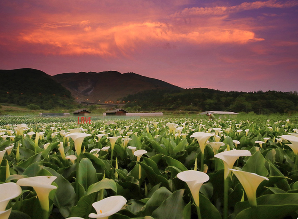 北台灣知名景點「竹子湖」每年 1 至 5 月正值純白的海芋季（圖：花 IN 台北官網）