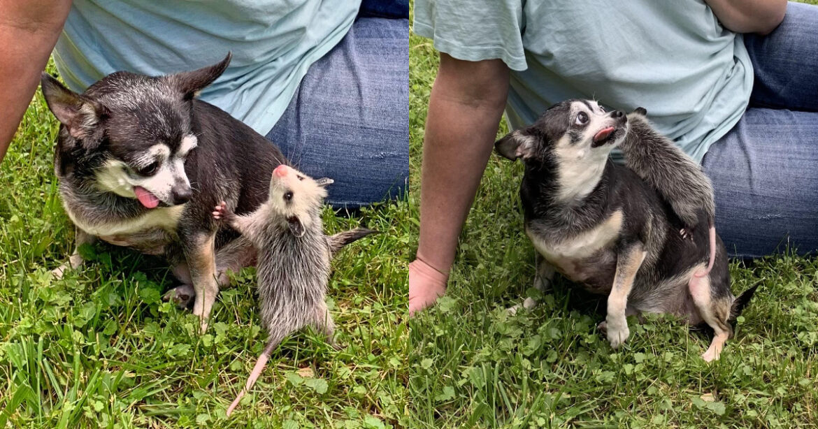 一隻 13 歲的老吉娃娃Sophia，成為 4 隻負鼠孤兒的「養母」（圖/ imgur）