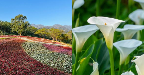 春日 IG 打卡攻略！3 月台北最美花海懶人包，海芋、杜鵑、玫瑰一次收集（圖：花 IN 台北、Canva）