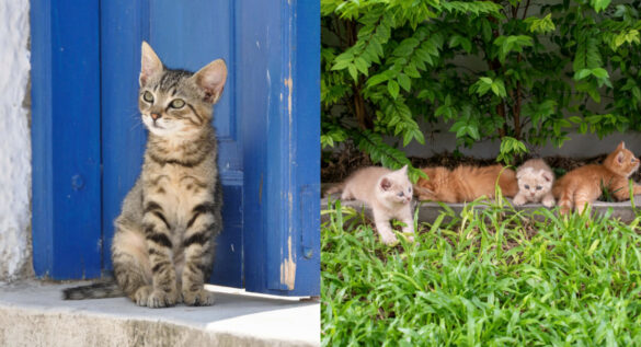 hjkhk 全球最萌貓島 TOP 4!從日本到希臘,享受被貓咪的圍繞幸福(圖:Canva)