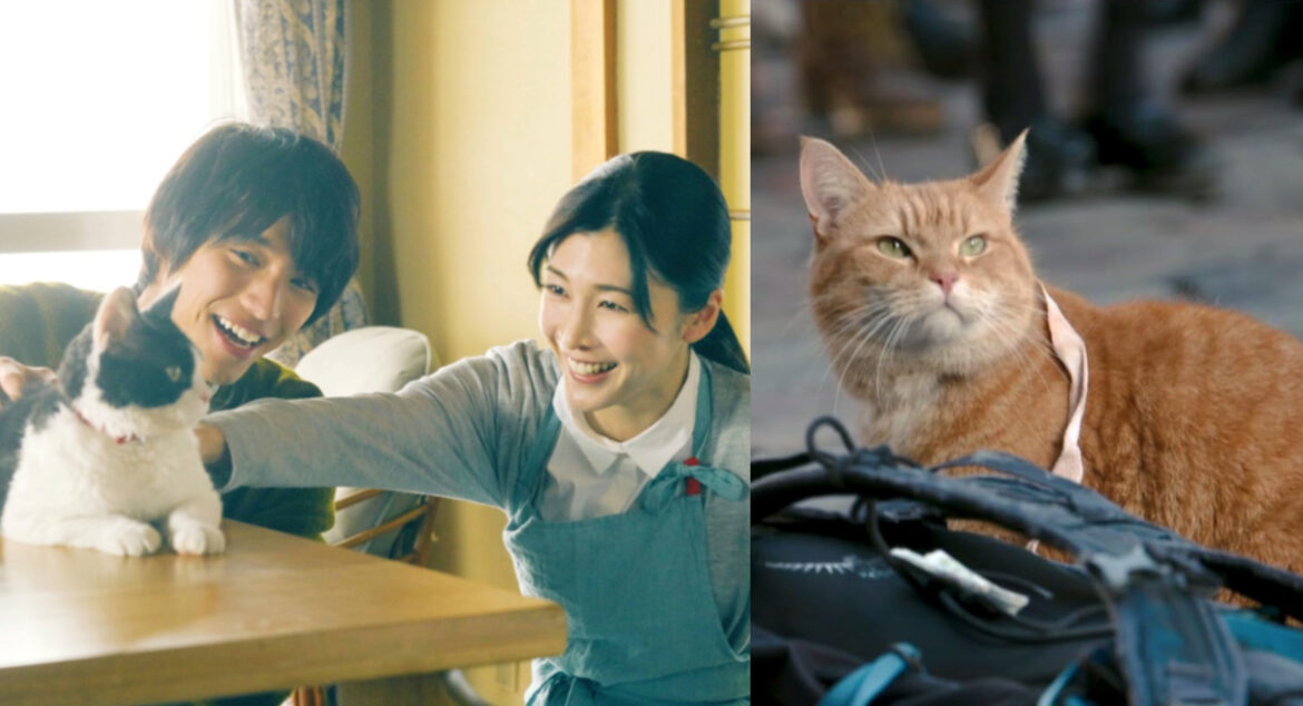 喵星人登大銀幕！4 部貓控必看的催淚電影，第一部更是拍了續集（圖：《旅貓日記》劇照、IMDb）