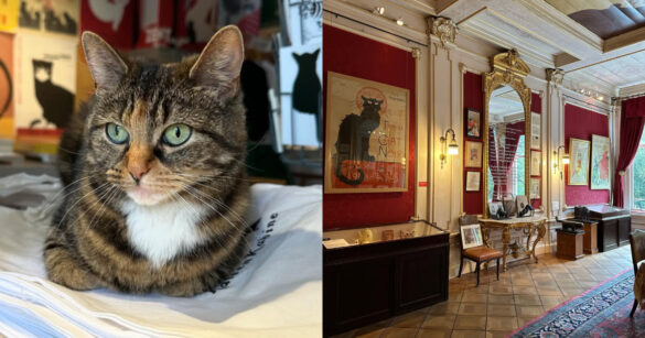 「222貓之日」來荷蘭玩！貓咪博物館有喵星人駐館、藝術收藏等你來（圖：IG@het.kattenkabinet）