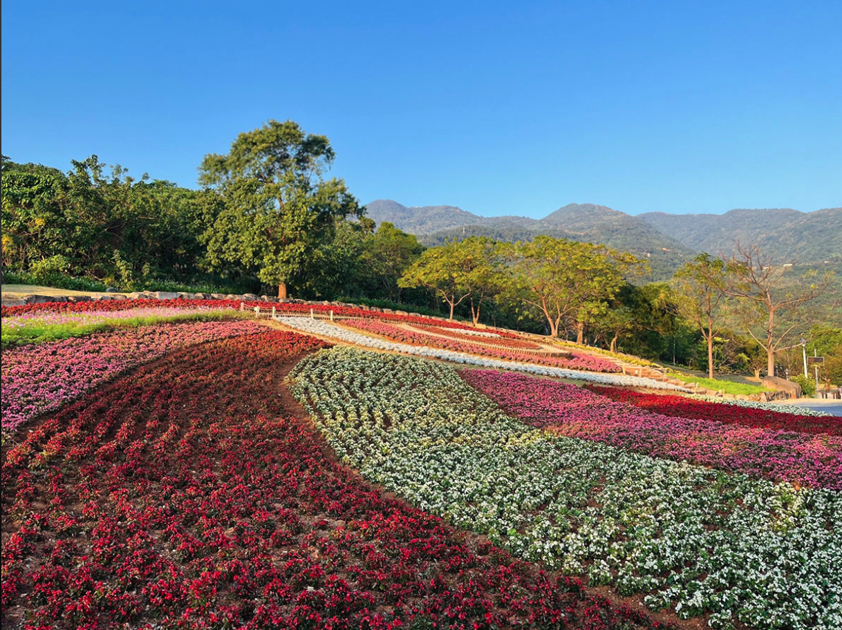 北投大屯山系下的三層崎公園，擁有「臺版富良野」美譽（圖：花 IN 台北）