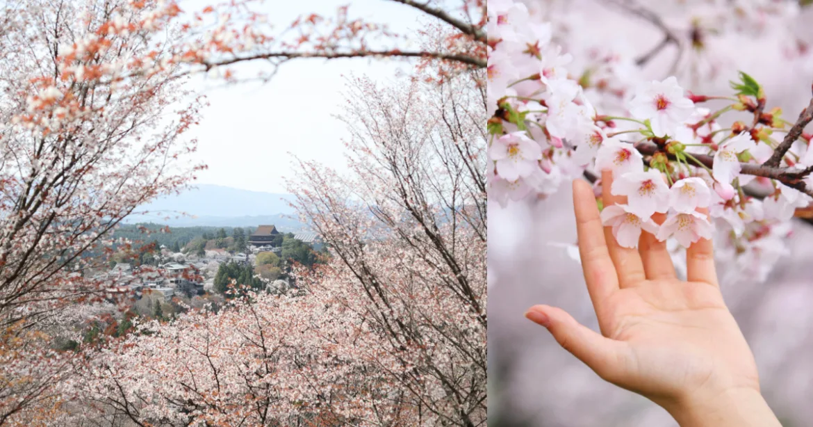日韓賞櫻 5 大夢幻景點推薦！櫻吹雪、粉色隧道美翻天（圖：FB@吉野山観光協会、Canva）