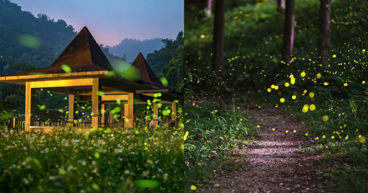 2025 螢火蟲季來了！全台 7 個必訪夢幻賞螢勝地大公開（圖：Canva）