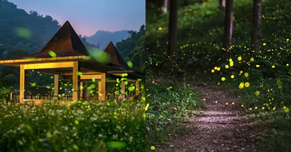 2025 螢火蟲季來了！全台 7 個必訪夢幻賞螢勝地大公開（圖：Canva）