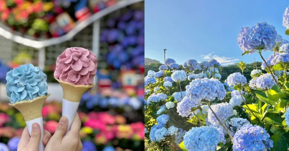 2025 全台繡球花景點懶人包！花期、拍照亮點、順遊路線一次整理（圖：FB@高家繡球花田、花露農場FlowerHome）