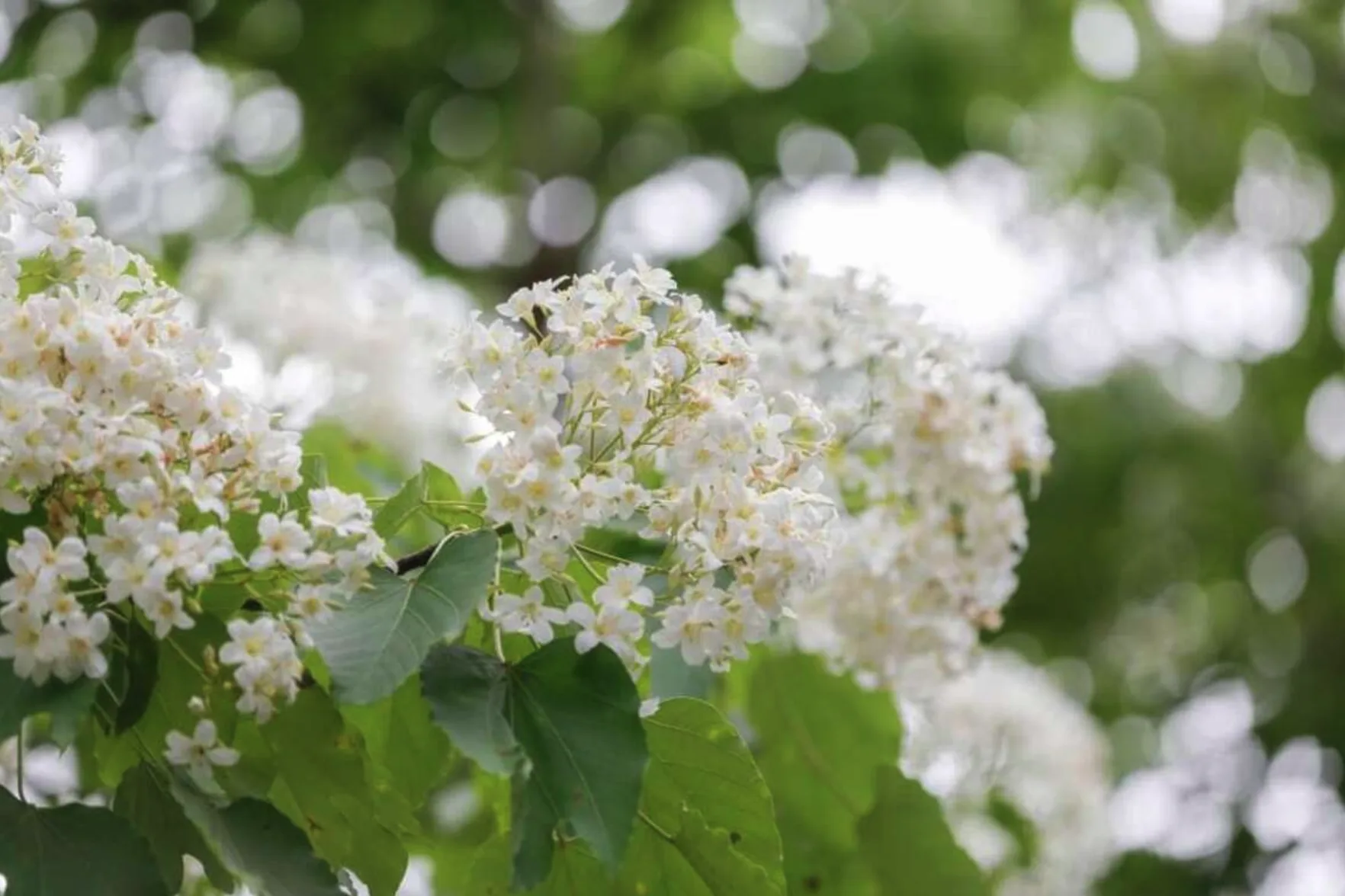 2564 新北深坑的「萬福生態公園」當花季來臨,潔白油桐花瓣猶如像雪片般飄落,鋪滿整個步道(圖:新北市觀光旅遊網)