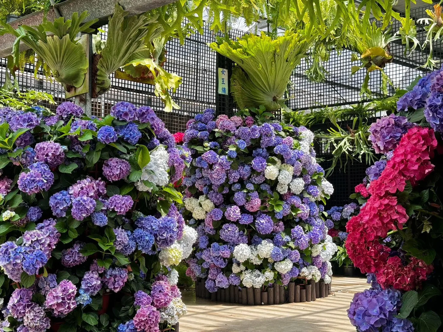 3 花露農場(圖:FB@花露農場FlowerHome)