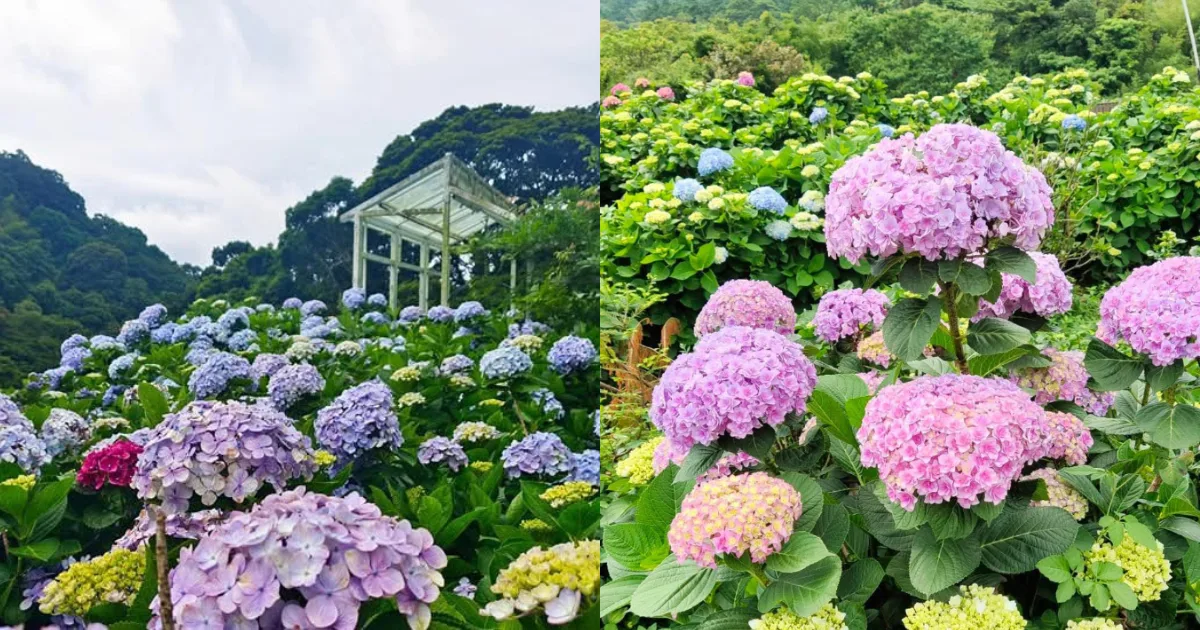 北部繡球花景點(圖:FB@大梯田花卉生態農園、高家繡球花田) 北部繡球花景點(圖:FB@大梯田花卉生態農園、高家繡球花田)