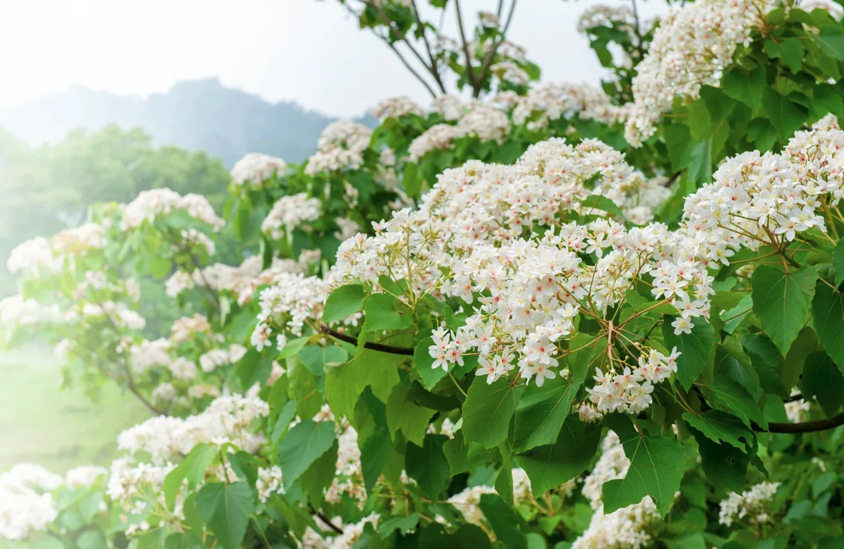 57486 iLady 精選全台 5 大必訪油桐花秘境(圖:canva)