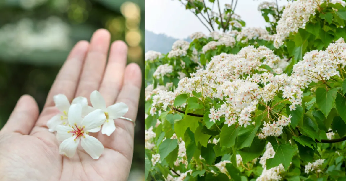 初春迎絕美五月雪！全台 5 大夢幻「油桐花」秘境一次看（圖：canva）