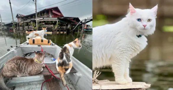 曼谷隱藏版「貓貓船」搭過沒？漫步東部老城鎮，體驗與貓同行的療癒旅行（圖：FB@Si Yaek Huatakhe Cafe & Guesthouse）