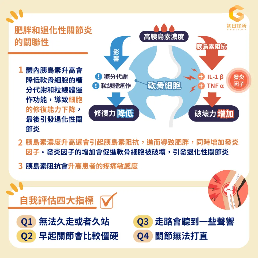 肥胖和退化性關節炎的關聯性 肥胖和退化性關節炎的關聯性